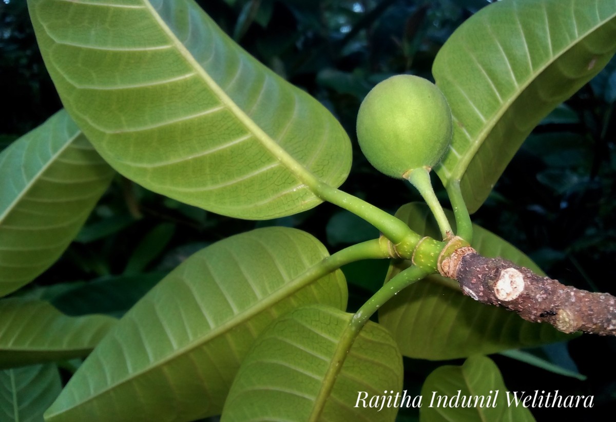 Ficus callosa Willd.